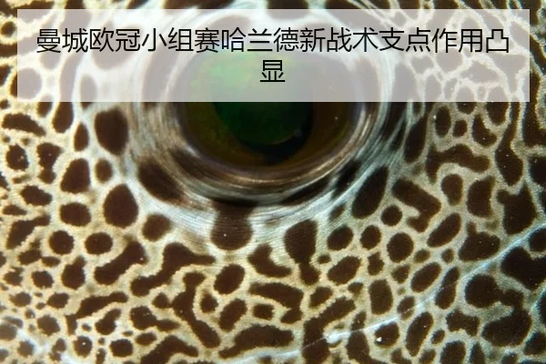 man-cheng-ou-guan-xiao-zu-sai-ha-lan-de-xin-zhan-shu-zhi-dian-zuo-yong-tu-xian-3-552.jpg